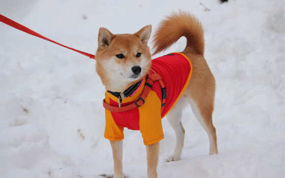 开云体育在线-惊天隔扣字母哥！小贾伦一战封神，森林狼新王当立