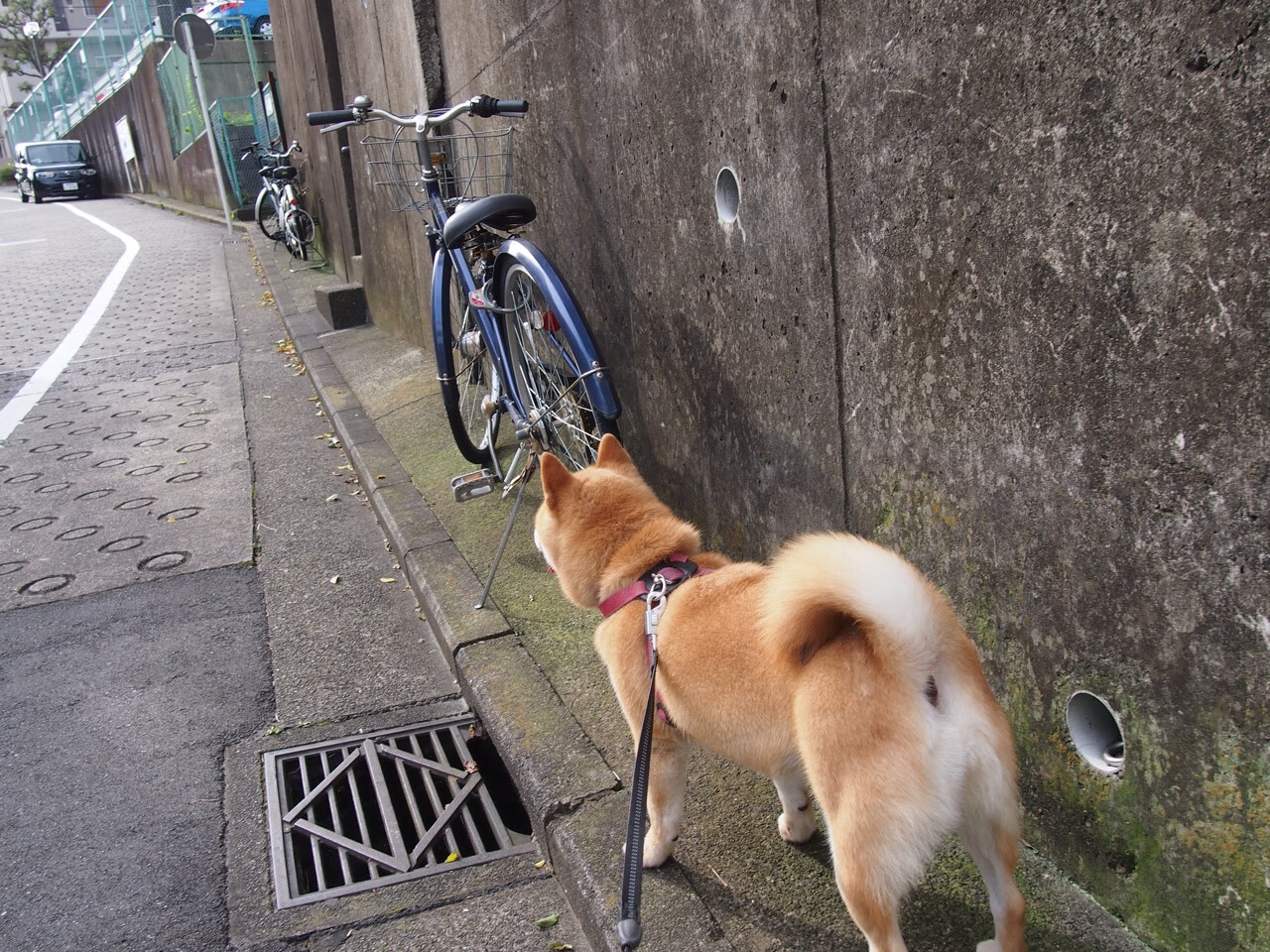 舞台铸就传奇，拉亚的崛起与德国对尼斯的强势终结