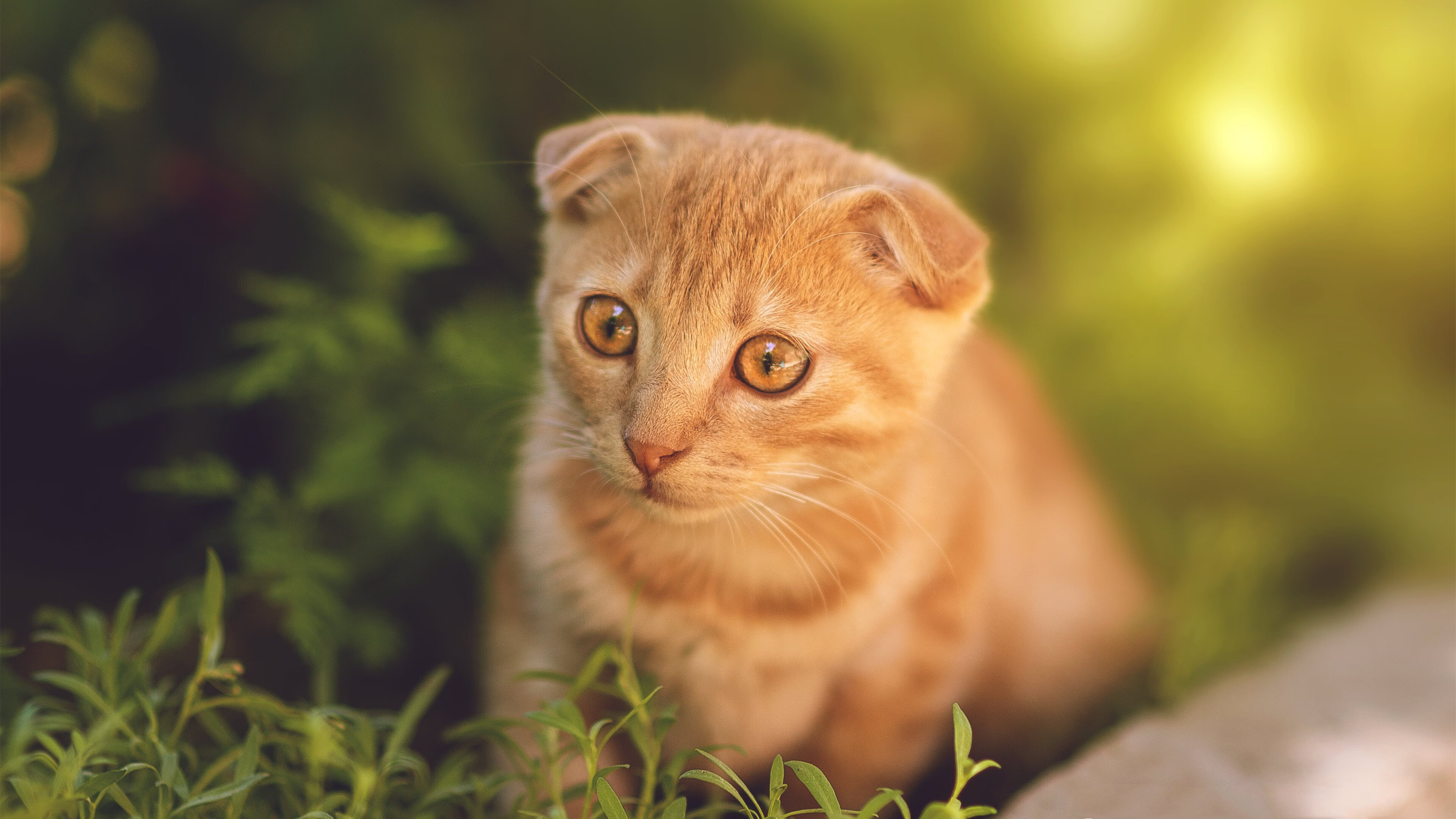 开云体育下载-东方烈焰与西方权杖，当安纳托利亚铁血撞上伯纳乌的艺术