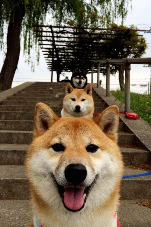 星光与沙漠，久保建英的穿透力与突尼斯的坚韧胜利