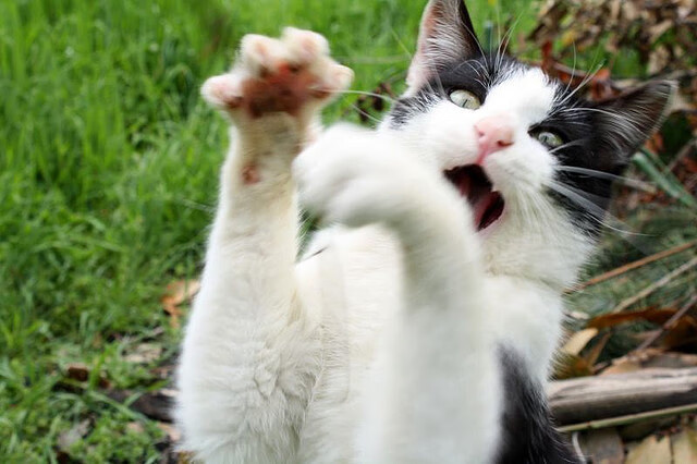 开云体育在线-山西队收割骑士，拉梅洛的全球篮球时刻