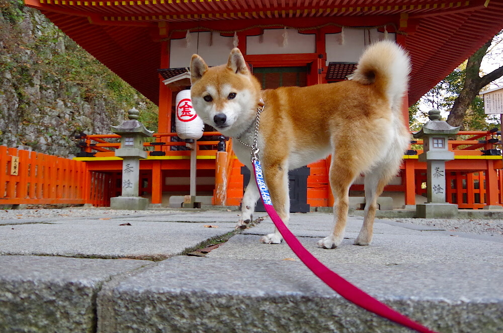 马丁内利一锤定音，美国梦之队碾压委内瑞拉挺进四强