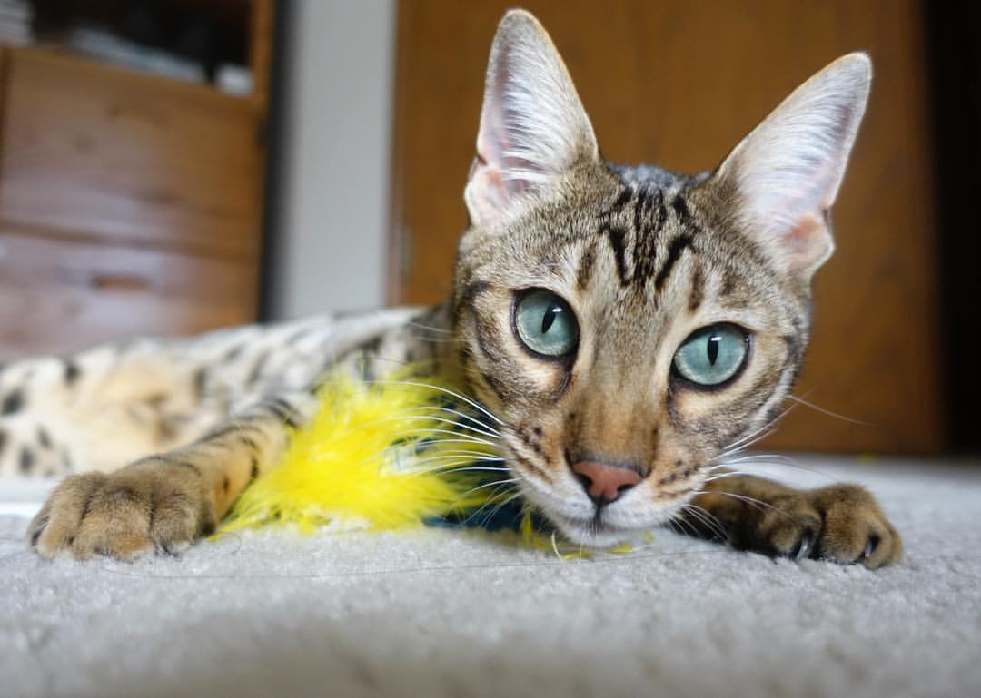 当赛道弧线映出三分轨迹，极限时速中的决胜哲学