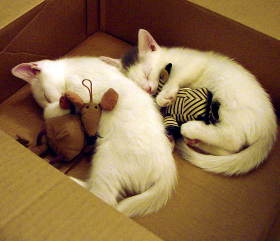 开云体育下载-意甲焦点战与篮网淘汰湖人，体育盛宴的双重奏