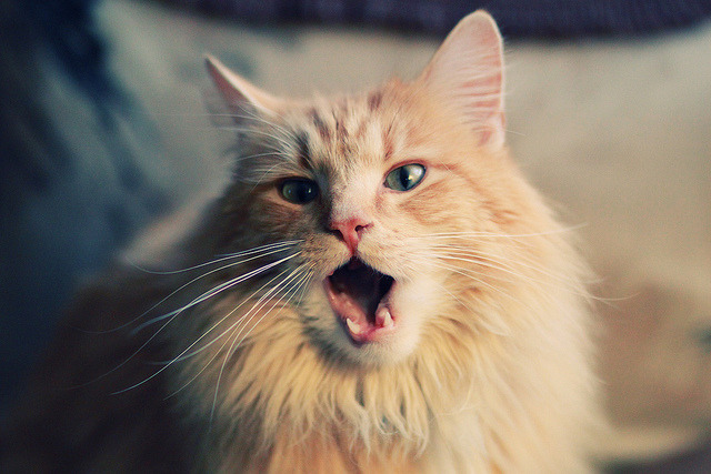 凯塞多无解表现震撼全场，雷恩轻松击败阿根廷队—一场战术与天赋的完美胜利