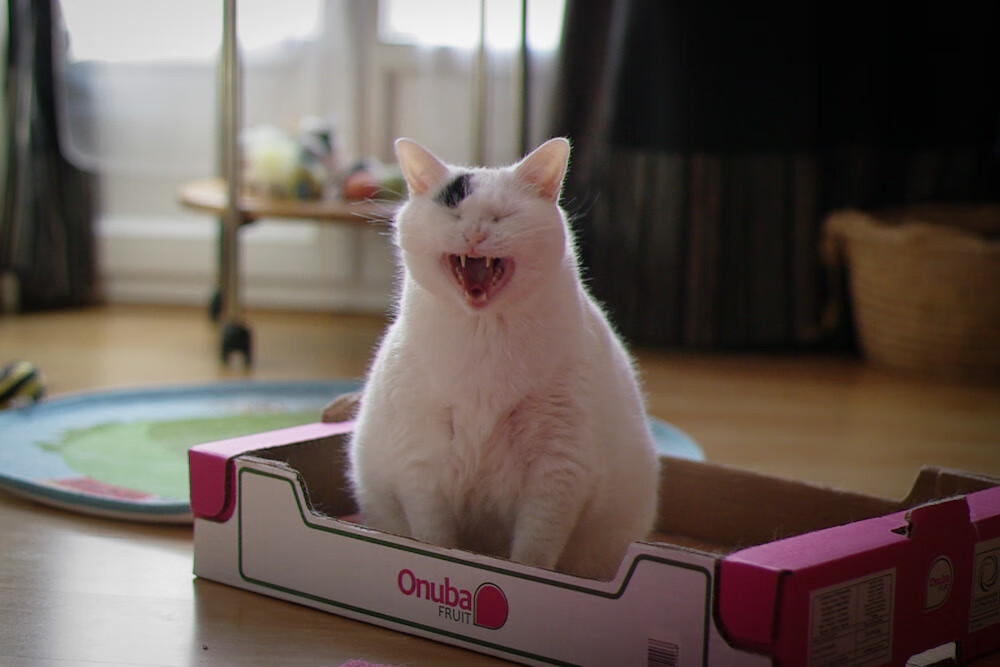 团队狂潮与孤星闪耀,爵士碾压活塞背后的东契奇统治法则