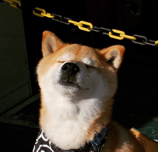 德甲争冠焦点战,黄蜂冲垮猛龙,多特蒙德赢得关键胜利