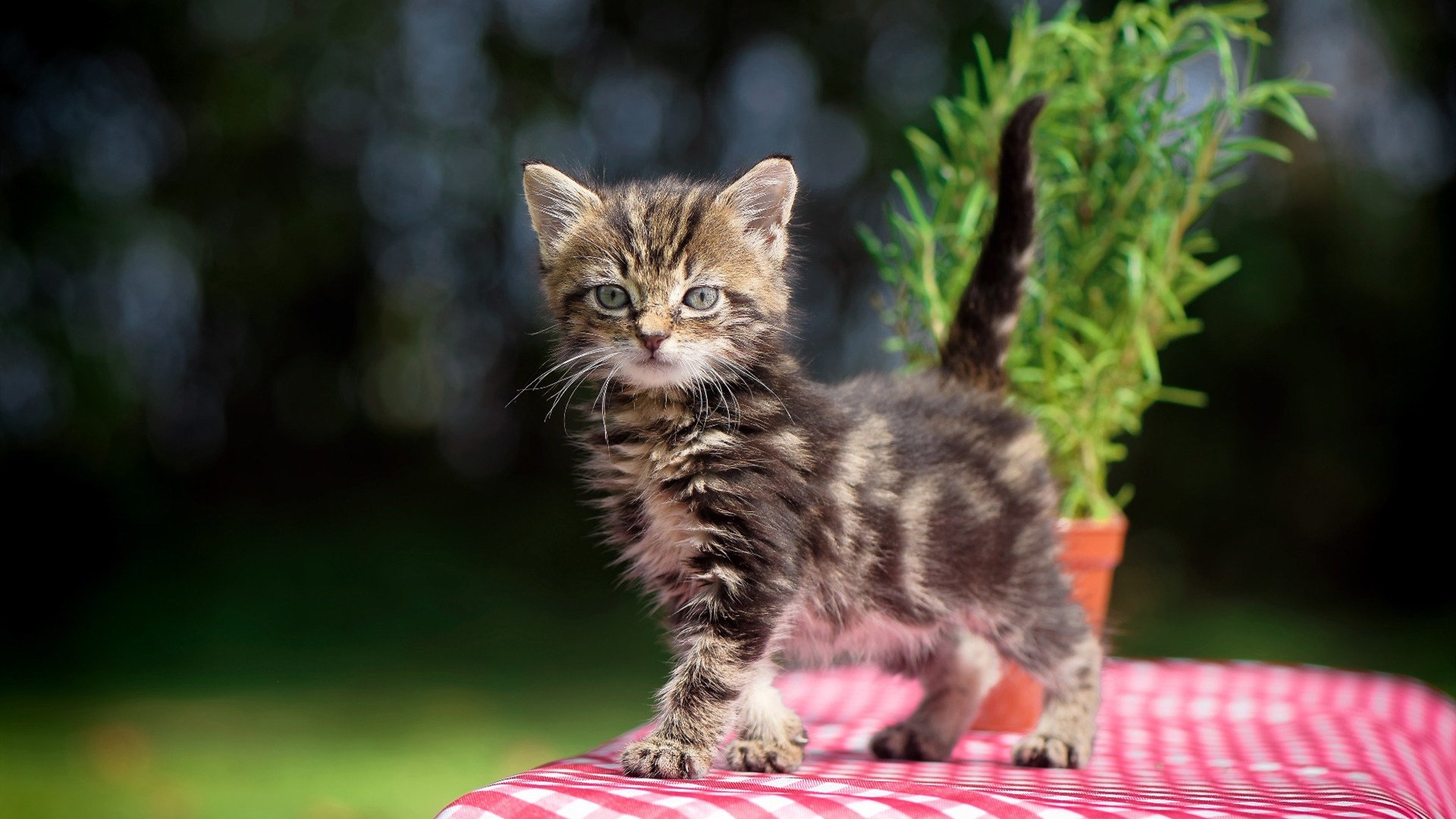 塞内加尔铁骑踏碎秘鲁防线,不老伊布演绎杀伤艺术