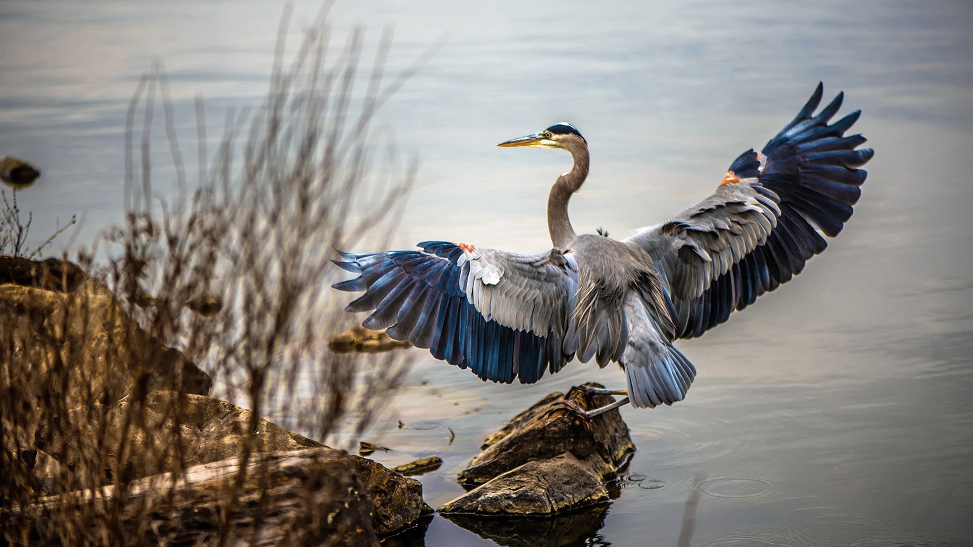 开云体育官网-2026世界杯焦点战，新疆队火力全开，压制鹈鹕展亚洲篮球锋芒