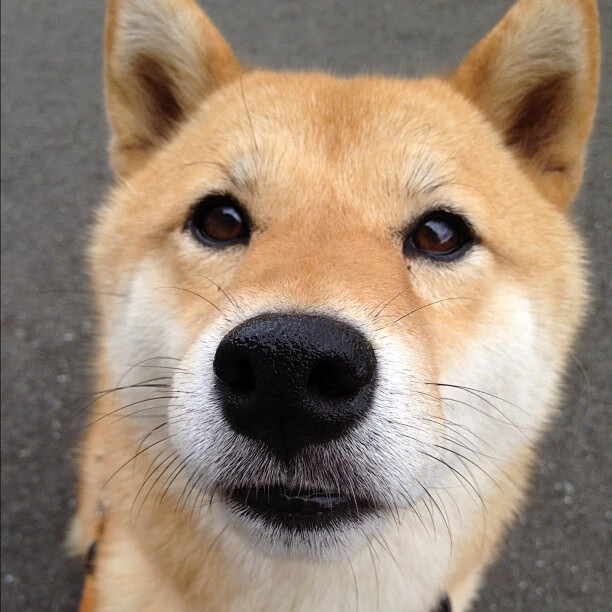 沙特终结新西兰，哈弗茨欧冠淘汰赛接管比赛，足球世界的双重震撼与全球共鸣