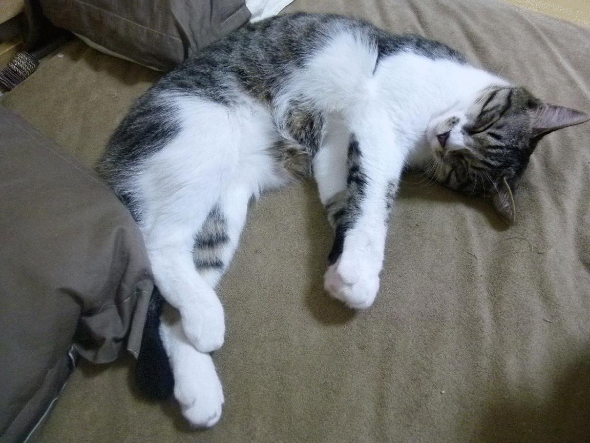 开云下载-火热卡瓦哈尔，非洲铁蹄撞上东欧城墙，他用一己之力点燃整个球场