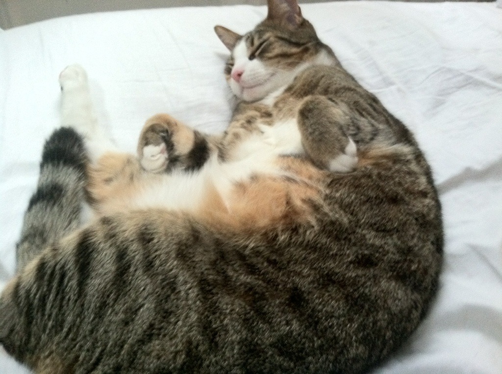 加时赛与计时器，加克波点燃F1街道赛之夜