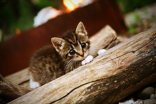 莱万关键回合不手软,土耳其力量强行终结皇马欧冠征程